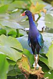 Purple Gallinuleborder=